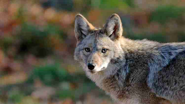 Rabid Coyote Near South Charlotte: Fort Mill, Waxhaw Safety Alert
