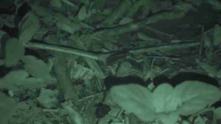 Rare Blue Ghost Firefly Discovered in Mecklenburg County as Drought Threatens South Charlotte Firefly Populations