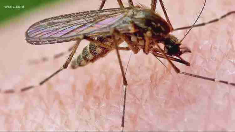 West Nile Virus Cases in Mecklenburg County: What South Charlotte, Fort Mill, and Indian Land Residents Need to Know