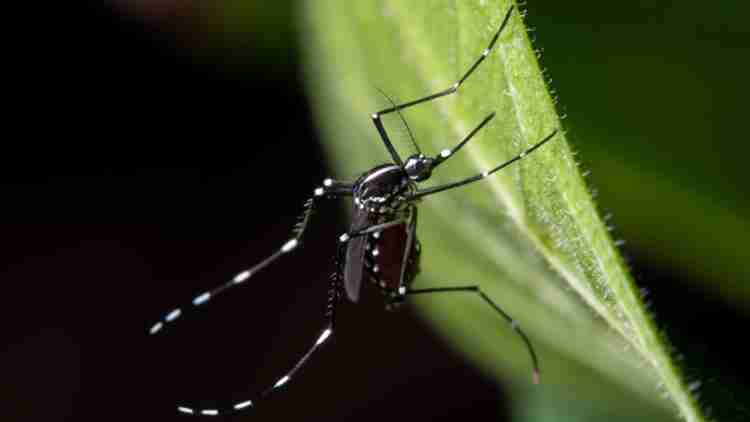 West Nile Virus Confirmed in Mecklenburg County: Mosquito Safety Tips for Indian Land, Fort Mill, and Waxhaw Residents